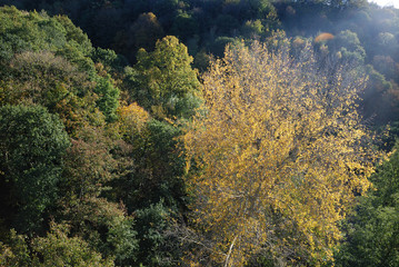 Fototapeta na wymiar Tree in autumn colours