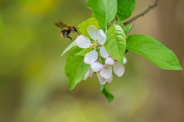 Hummel im Anflug auf eine Blüte