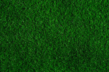 Fototapeta premium Texture of green grass
