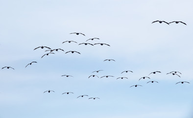 Geese in formation