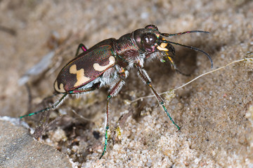 Dünen Sandlaufkäfer - Cicindela hybrida