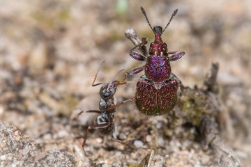 Ameise vs. Rüsselkäfer Purpurroter Fruchtstecher - Rhynchites bacchus