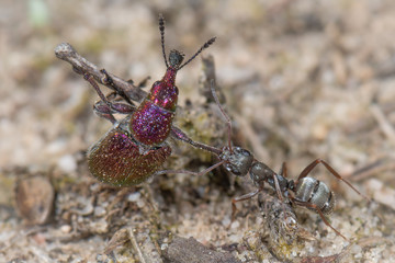 Ameise vs. Rüsselkäfer Purpurroter Fruchtstecher - Rhynchites bacchus