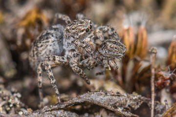 Kannibalismus bei Springspinne Aelurillus v-insignitus