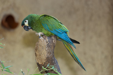 Parrot
