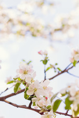 Obraz na płótnie Canvas Apple tree blossom on defocused background