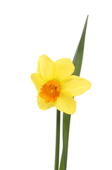 Daffodil flower and leaf