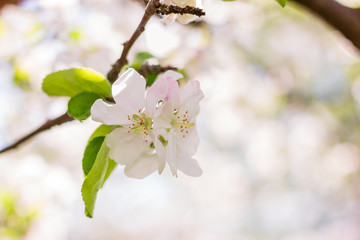 Apple tree blossom on defocused background