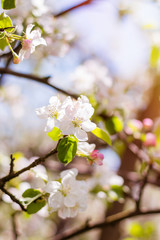 Apple tree blossom on defocused background