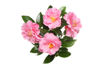 Four Camellia flowers