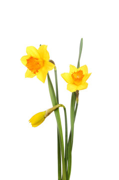 Daffodil Flowers And Bud