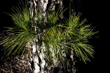 Young shoots © andrey_iv