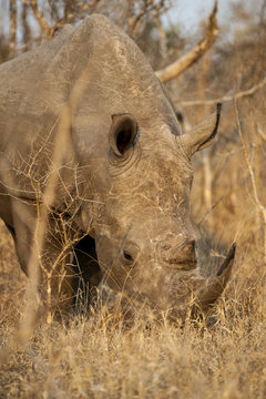 Rinoceronte bianco - White Rhino (Ceratotherium simum) del kruger national park in Sud Africa
