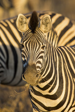Zebra portrait in a colour photo with head close-up
