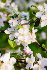 Apple tree blossom on defocused background