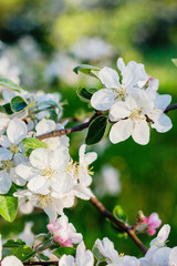 Apple tree blossom on defocused background