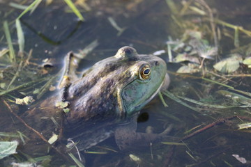 Bullfrog