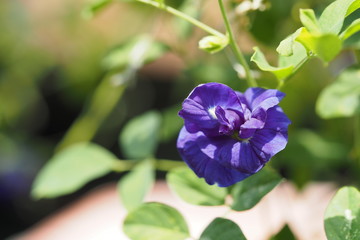 Butterfly pea, Blue pea, Clitoria ternatea, An chan blossoming flower