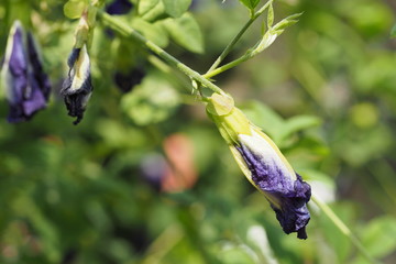 Butterfly pea, Blue pea, Clitoria ternatea, An chan blossoming flower