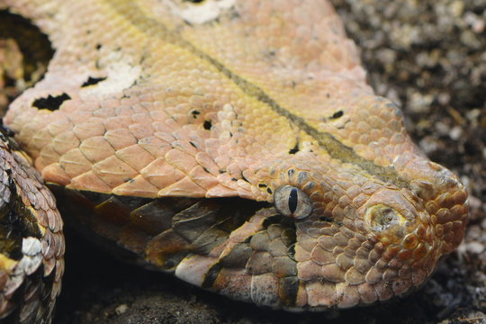 Hochgiftige Gabunviper