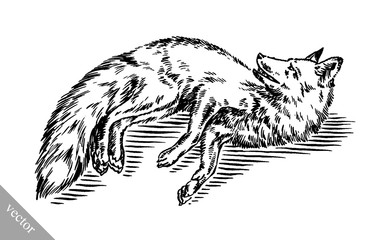 Obraz premium engrave ink draw fox illustration