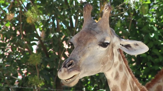 Funny Giraffe eating, head close up. 