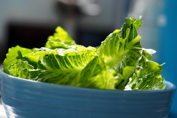 Green salad cos romaine lettuce sliced in blue bowl