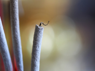 Joss sticks incense ash closeup