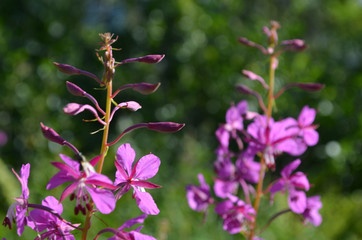 Pink flowers of fireweed in subarctic mountains, Swedish Lapland, Abisko