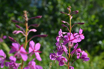 Pink flowers of fireweed in subarctic mountains, Swedish Lapland, Abisko