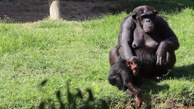 Mother and baby chimp playing