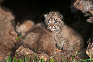 Naklejka na ściany i meble Baby Bobcat Kittens (Lynx rufus) Fore and Aft