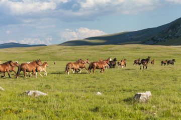 Fototapeta na wymiar Mandria di cavalli corre su un altopiano tra le montagne
