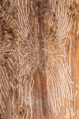 Larvengänge eines Großen Birkensplintkäfers