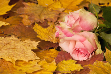Colorful autumn flower bouquet from pink roses and maple