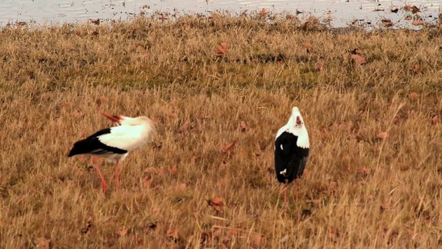 clacking storks on swampy Meadow. SOT: clacking of storks