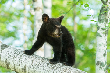 Black Bear Cub (Ursus americanus) Turns on Branch