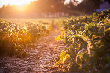 Agricultural composition of green row on field at sunset.