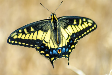 Beautiful Swallowtail