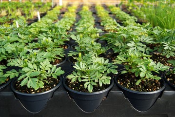 Marigold plants in a greenhouse