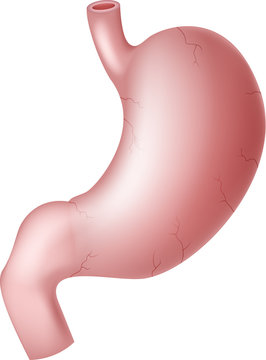 Illustration of Human stomach