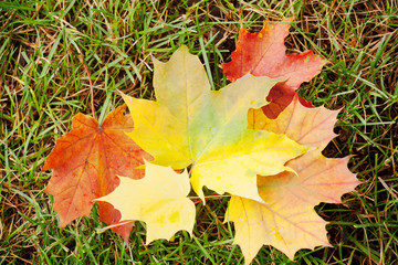 Fallen maple leaf on green grass. Autumn.