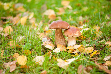 Cep mushroom in the forest