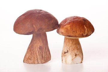 Cep isolated on white background