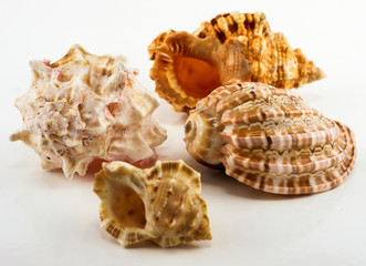 Seashells on the white background. Isolated