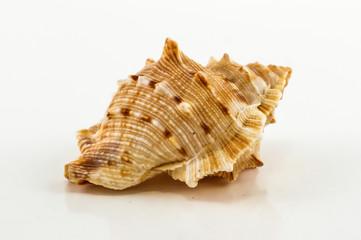 Seashells on the white background. Isolated