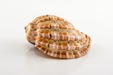 Seashells on the white background. Isolated