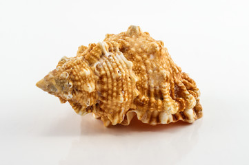Seashells on the white background. Isolated