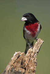 Male Rose breasted Grosbeak (Pheucticus ldovicianus)