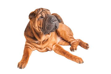Sharpei dog isolated on white background. Studio photo.